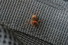 Lacinius ephippiatus