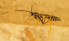 Cryptanura septentrionalis