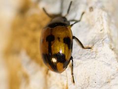 Diaperis nigronotata