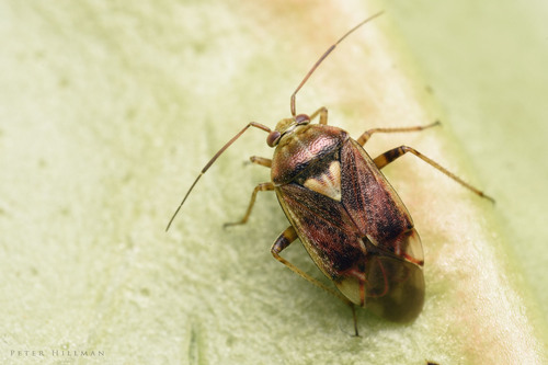 European Tarnished Plant Bug, photo 2 of 10
