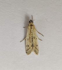 Phycitodes lacteella