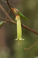 Correa reflexa lobata