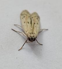 Phycitodes lacteella