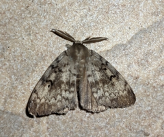 Lymantria dispar