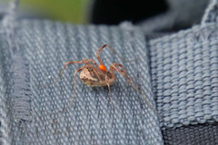 Lacinius ephippiatus