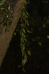 Dendrobium pugioniforme