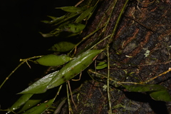 Dendrobium pugioniforme