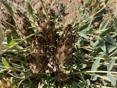 Astragalus lupulinus