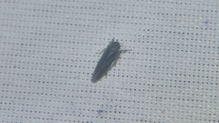 Macrosteles cyane