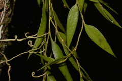 Dendrobium pugioniforme