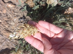 Astragalus lupulinus