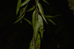 Dendrobium pugioniforme