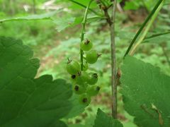 Ribes mandshuricum
