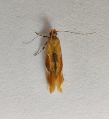 Epicallima formosella