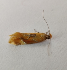 Epicallima formosella