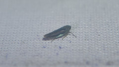 Macrosteles cyane