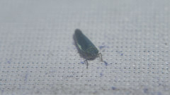 Macrosteles cyane