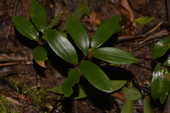 Drymophila moorei
