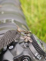 Chrysops divaricatus