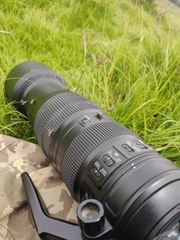 Chrysops divaricatus