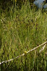 Schoenus ferrugineus