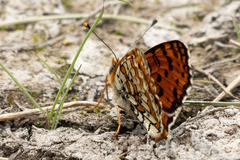 Melitaea latonigena