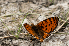 Melitaea latonigena