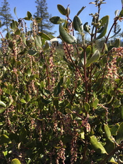 Garrya buxifolia