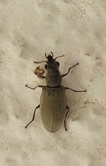 Danacea nigritarsis