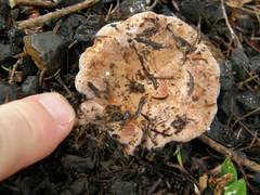 Lactifluus clarkeae