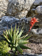 Aloe succotrina