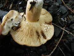 Lactifluus clarkeae