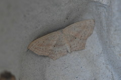 Scopula flaccidaria
