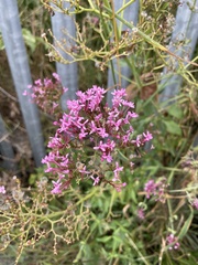 Centranthus ruber