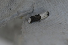 Trichophaga tapetzella