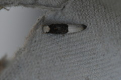Trichophaga tapetzella