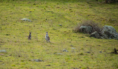 Osphranter robustus robustus