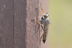 Neomochtherus geniculatus