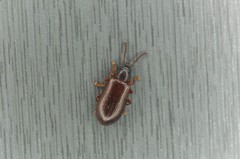Luprops orientalis