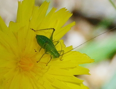 Leptophyes punctatissima