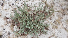 Crucianella maritima