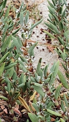 Crucianella maritima