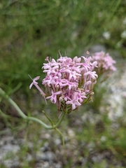 Centranthus angustifolius