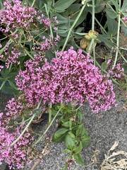 Centranthus ruber