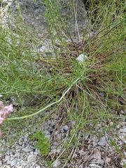 Centranthus angustifolius
