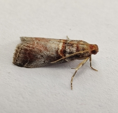Acrobasis advenella