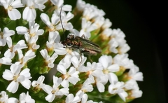 Oedemera nobilis