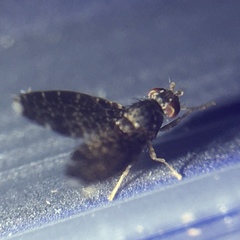 Trypetisoma sticticum