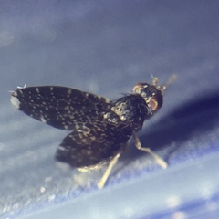 Trypetisoma sticticum