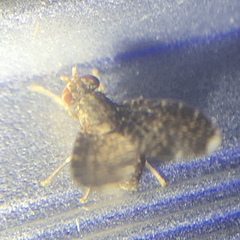 Trypetisoma sticticum